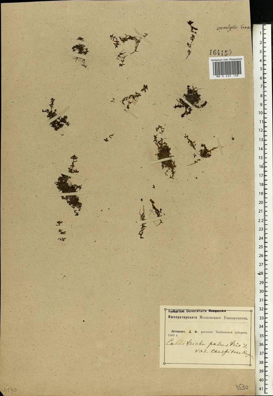 Callitriche palustris L., Eastern Europe, Central forest-and-steppe region (E6) (Russia)