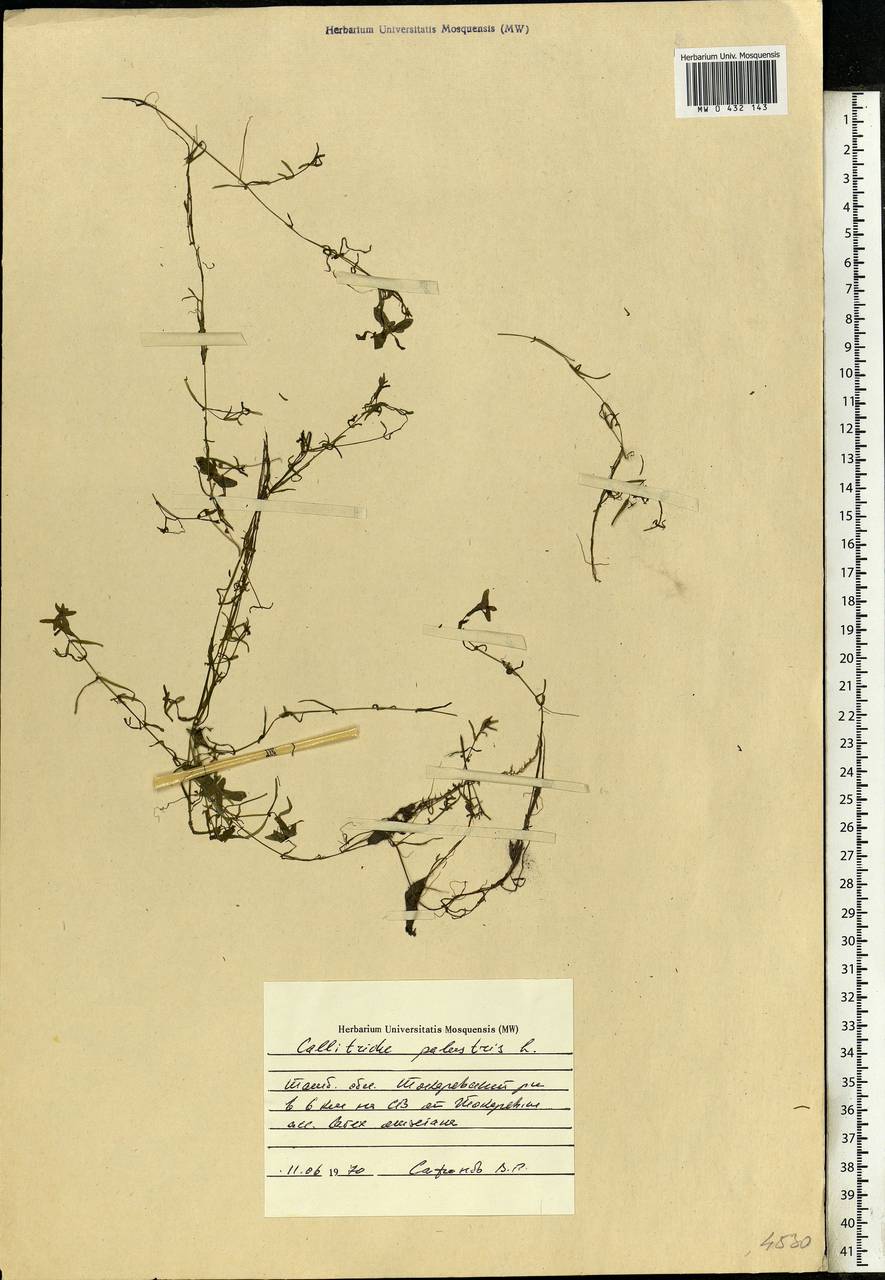 Callitriche palustris L., Eastern Europe, Central forest-and-steppe region (E6) (Russia)