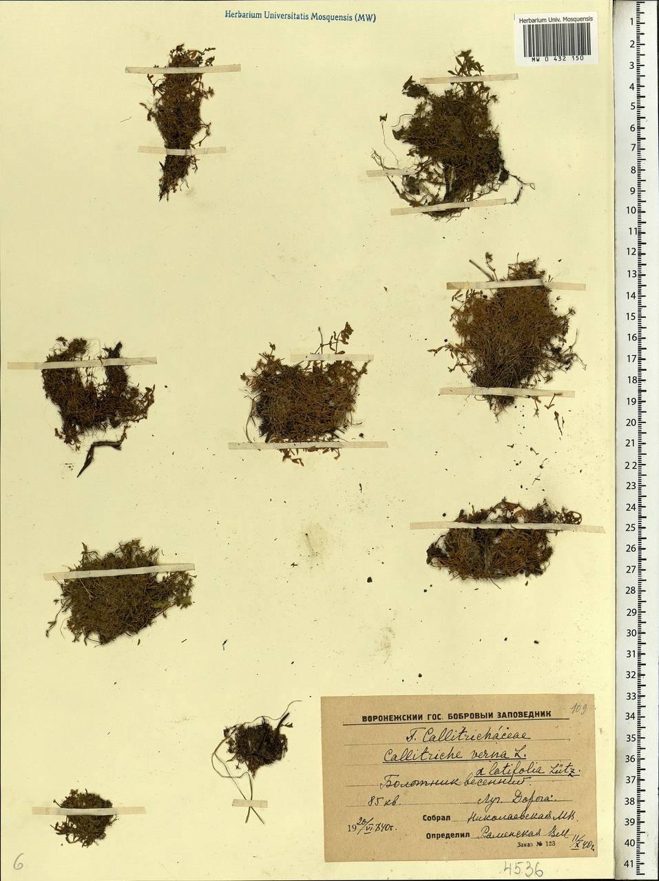 Callitriche palustris L., Eastern Europe, Central forest-and-steppe region (E6) (Russia)