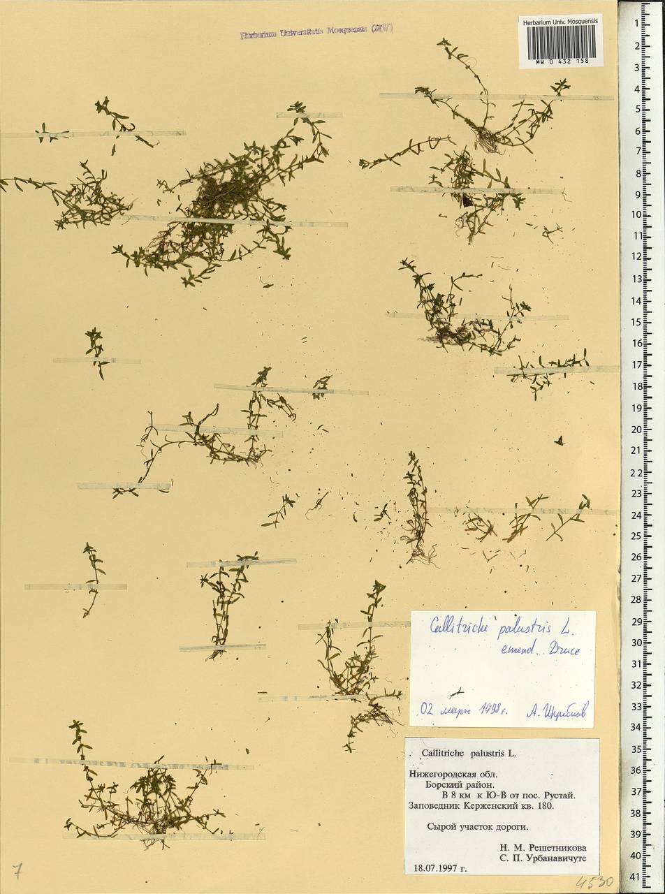 Callitriche palustris L., Eastern Europe, Volga-Kama region (E7) (Russia)