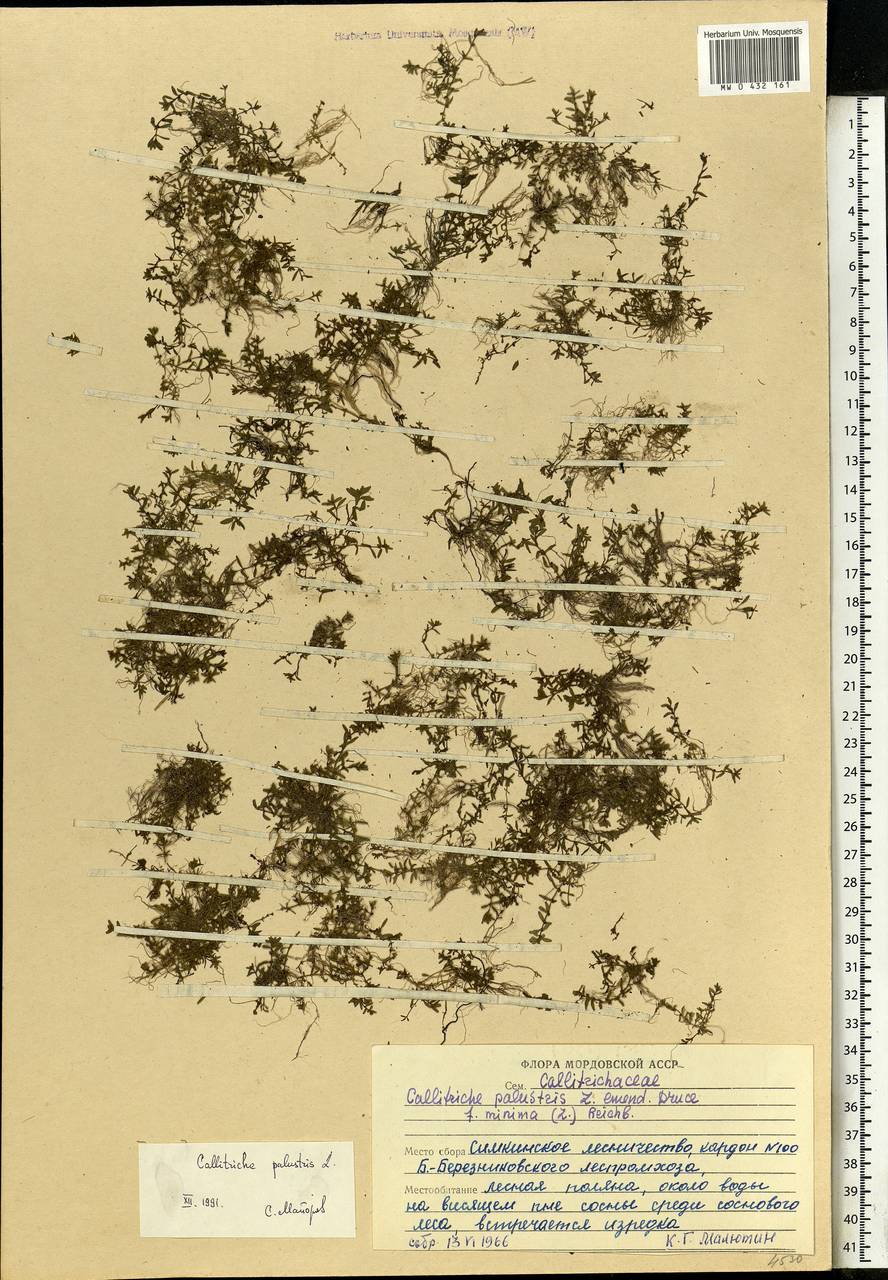 Callitriche palustris L., Eastern Europe, Middle Volga region (E8) (Russia)