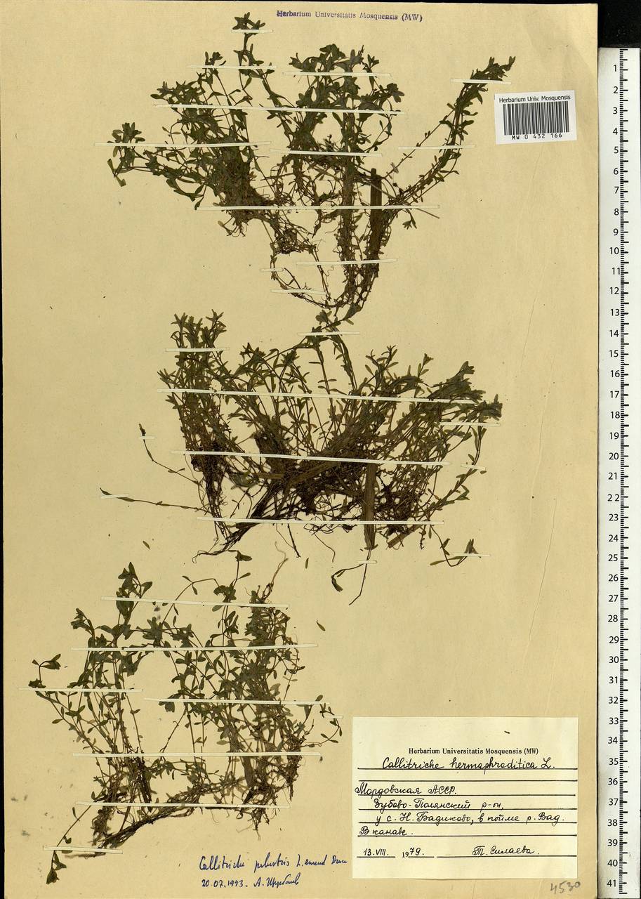 Callitriche palustris L., Eastern Europe, Middle Volga region (E8) (Russia)