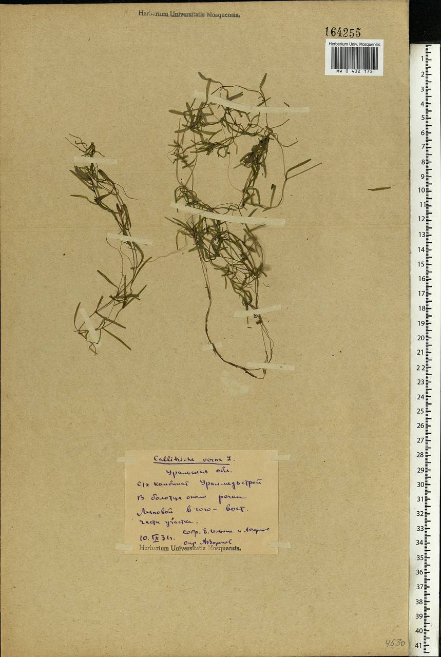 Callitriche palustris L., Eastern Europe, Eastern region (E10) (Russia)