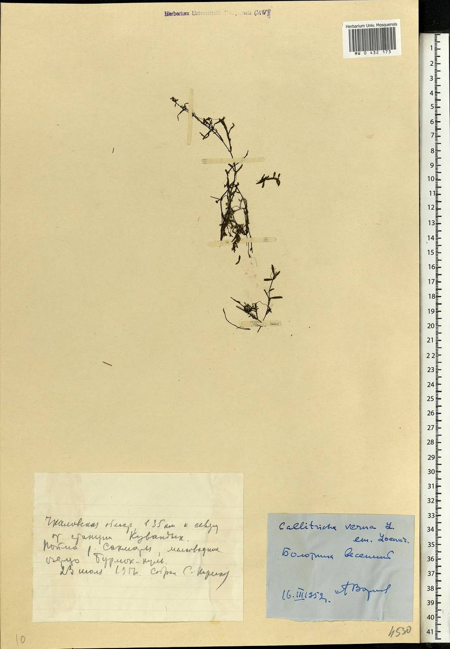 Callitriche palustris L., Eastern Europe, Eastern region (E10) (Russia)