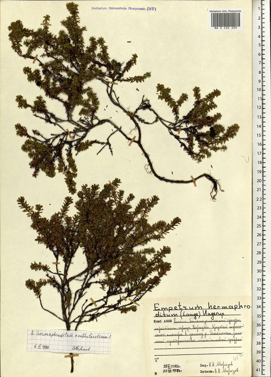 Empetrum hermaphroditum Hagerup, Eastern Europe, Northern region (E1) (Russia)