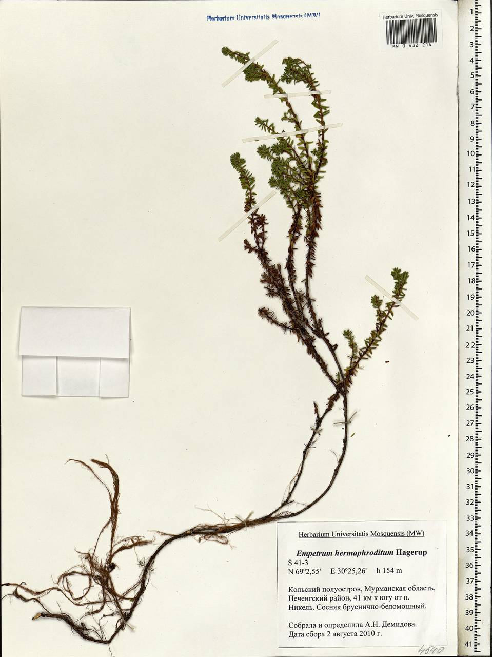 Empetrum hermaphroditum Hagerup, Eastern Europe, Northern region (E1) (Russia)