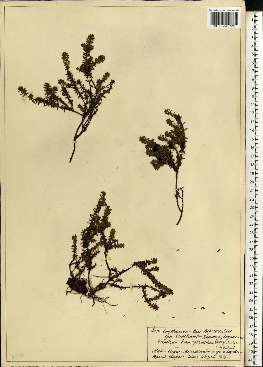 Empetrum hermaphroditum Hagerup, Eastern Europe, Northern region (E1) (Russia)