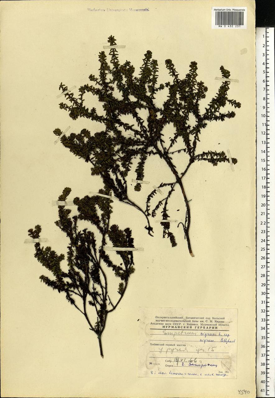 Empetrum hermaphroditum Hagerup, Eastern Europe, Northern region (E1) (Russia)