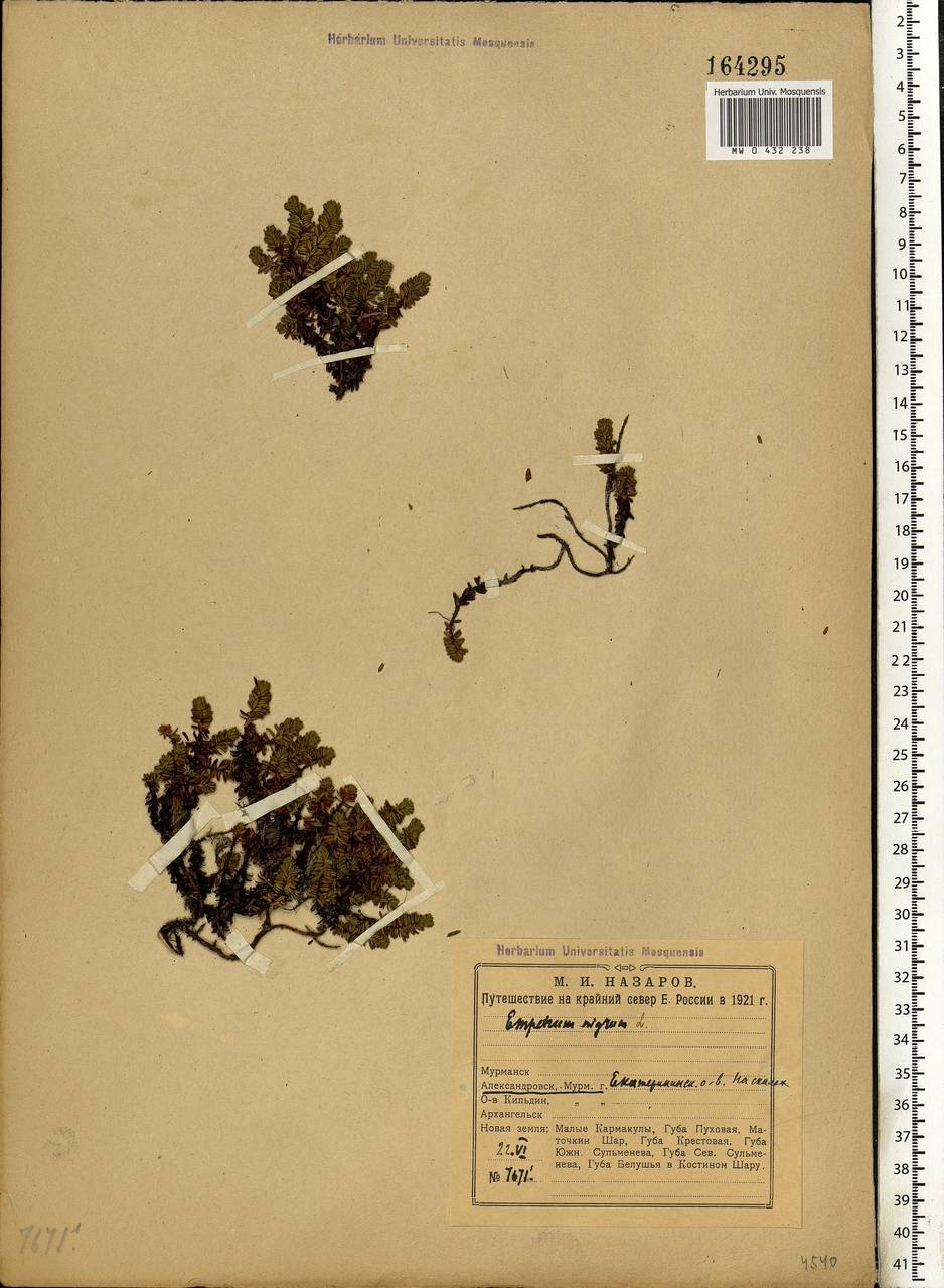 Empetrum nigrum L., Eastern Europe, Northern region (E1) (Russia)