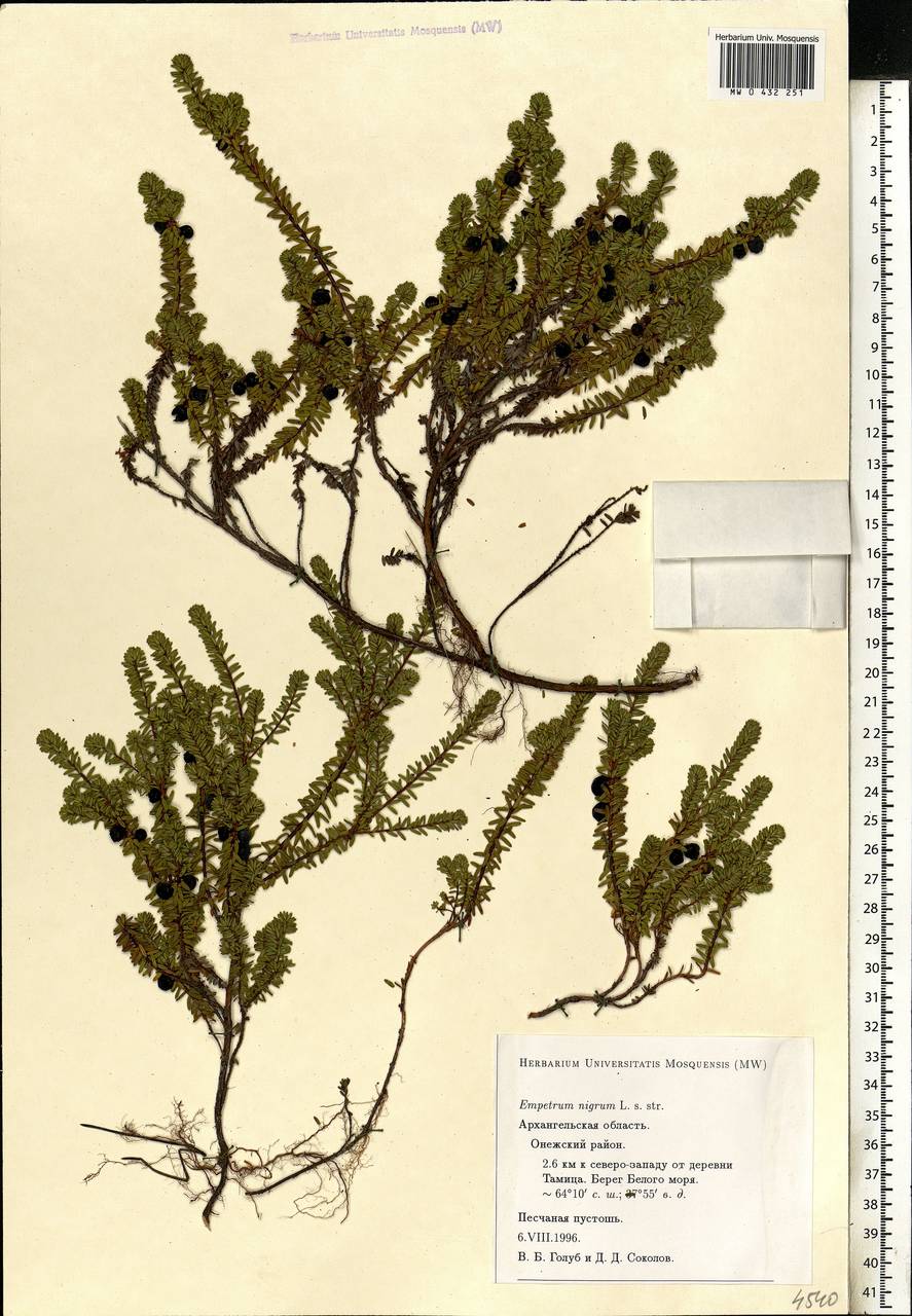 Empetrum nigrum L., Eastern Europe, Northern region (E1) (Russia)