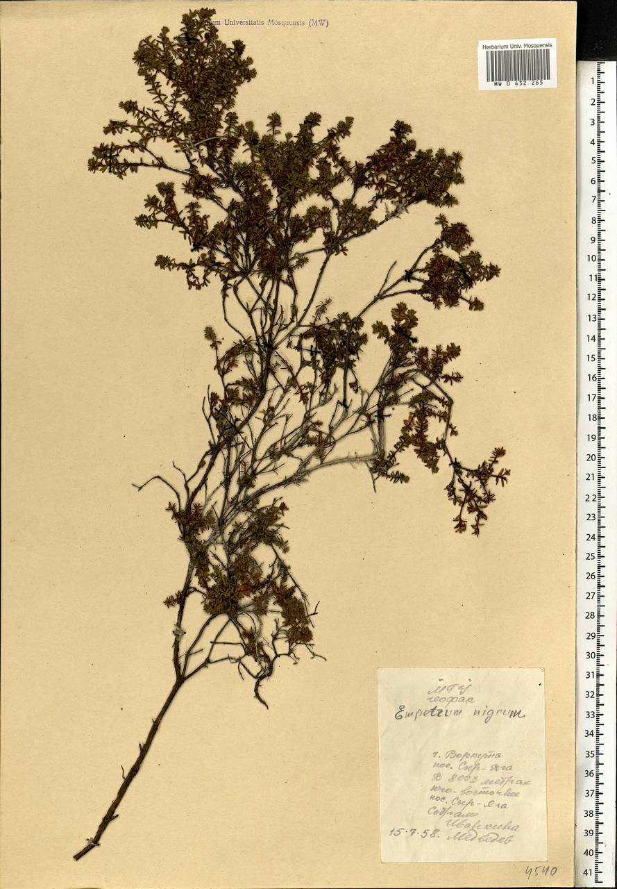 Empetrum nigrum L., Eastern Europe, Northern region (E1) (Russia)