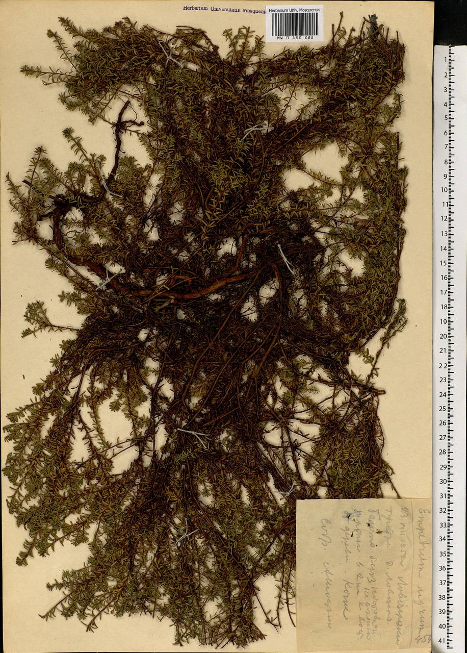 Empetrum nigrum L., Eastern Europe, Northern region (E1) (Russia)