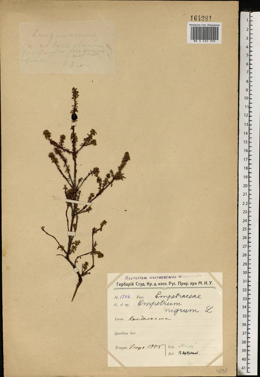 Empetrum nigrum L., Eastern Europe, Northern region (E1) (Russia)