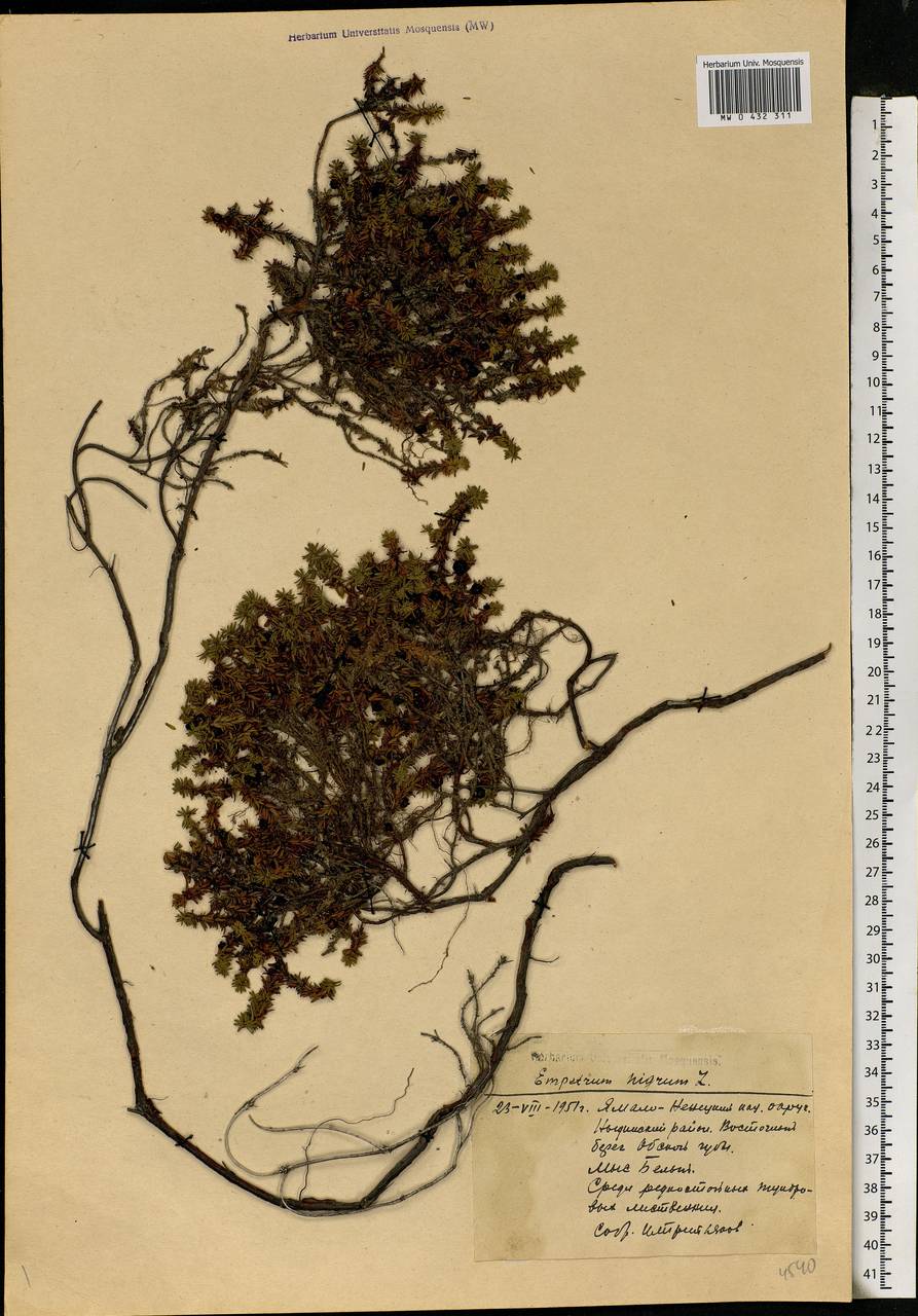 Empetrum nigrum L., Siberia, Western Siberia (S1) (Russia)