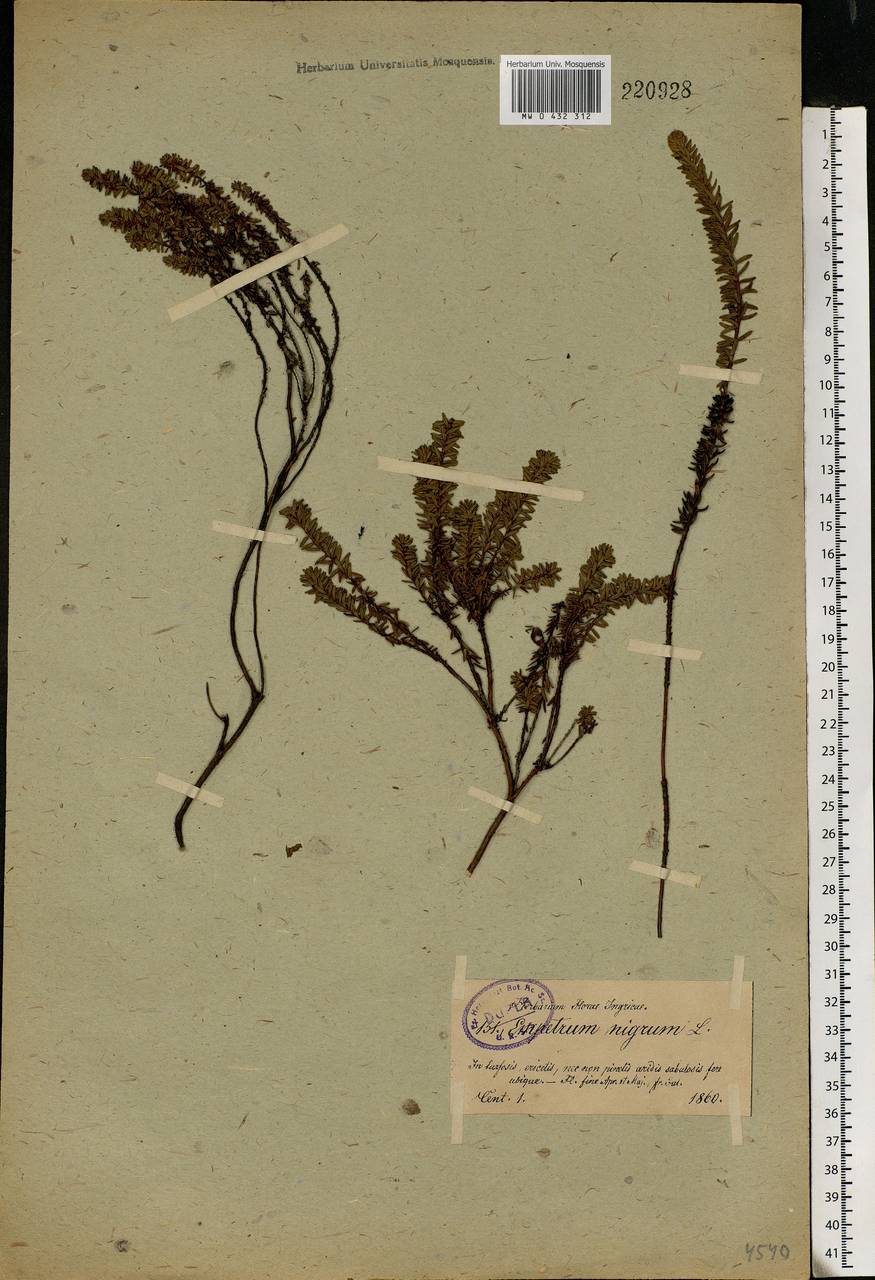 Empetrum nigrum L., Eastern Europe, North-Western region (E2) (Russia)