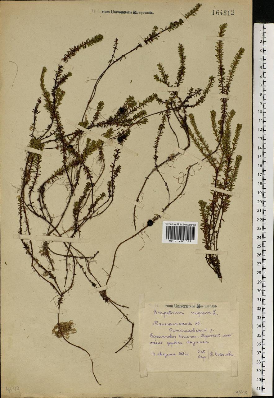 Empetrum nigrum L., Eastern Europe, North-Western region (E2) (Russia)