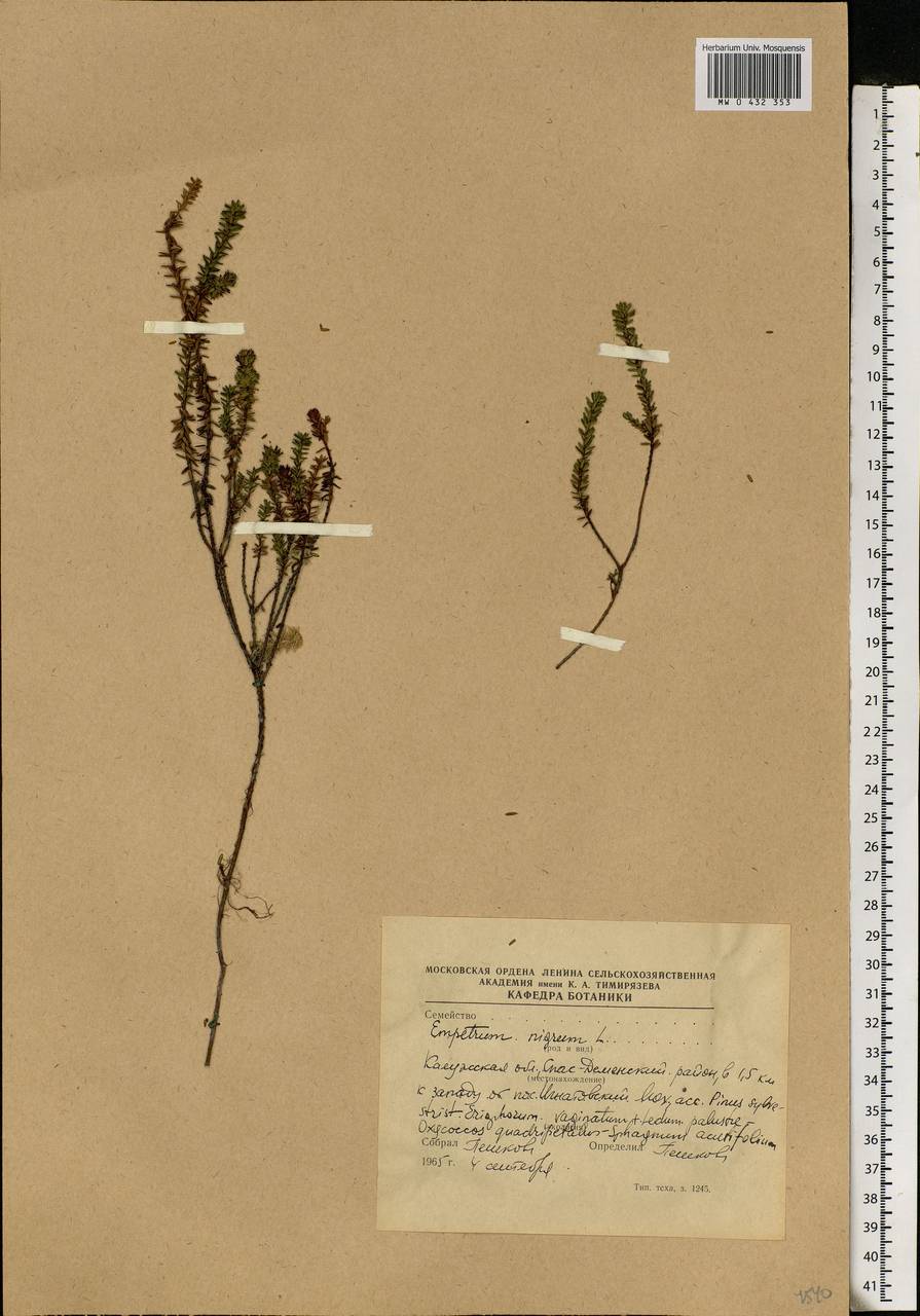 Empetrum nigrum L., Eastern Europe, Central region (E4) (Russia)