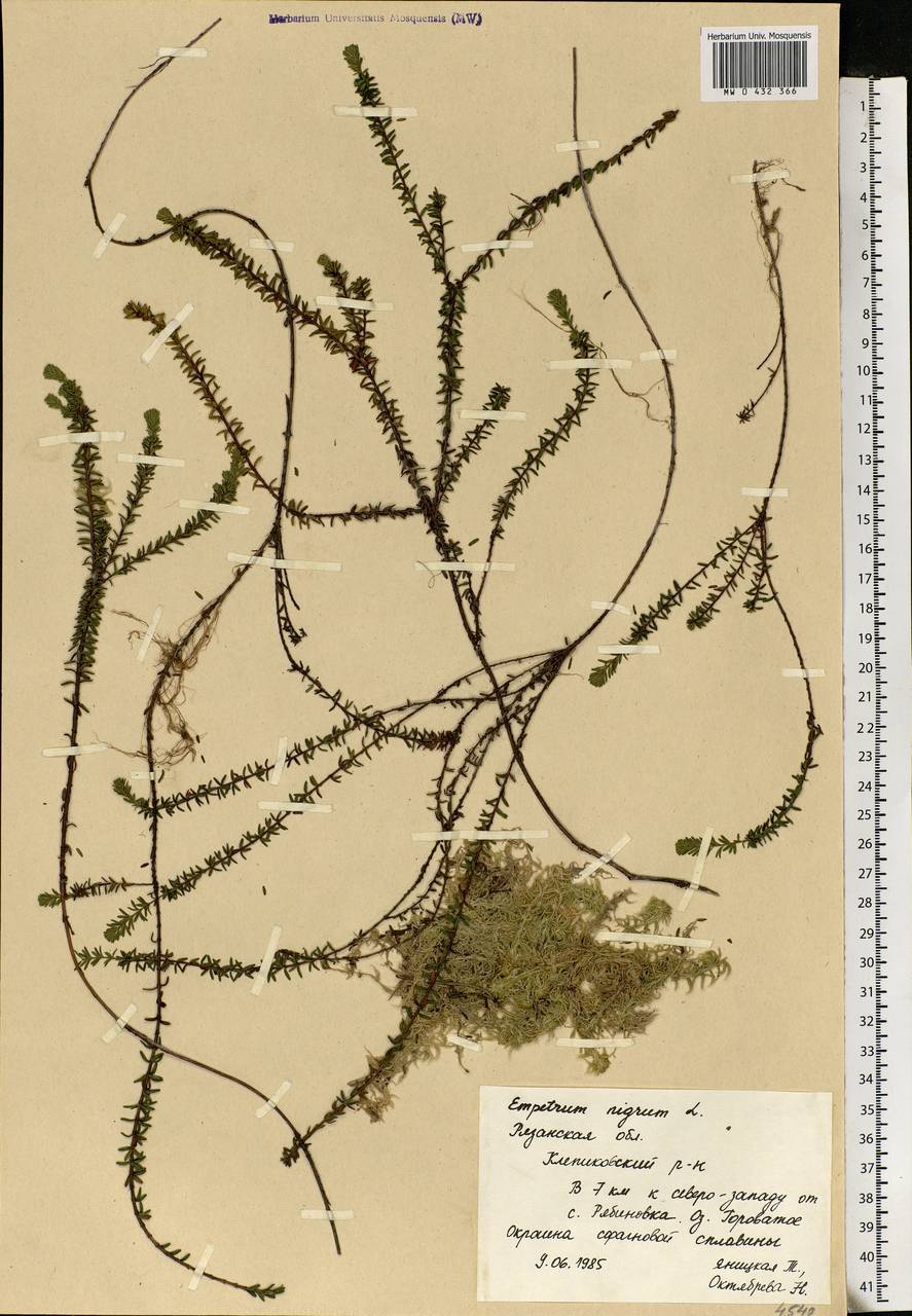 Empetrum nigrum L., Eastern Europe, Central region (E4) (Russia)