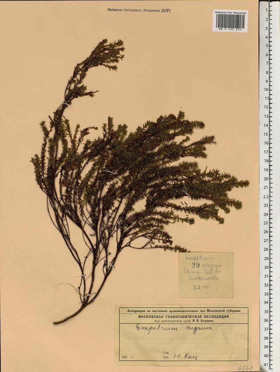 Empetrum nigrum L., Eastern Europe, North-Western region (E2) (Russia)
