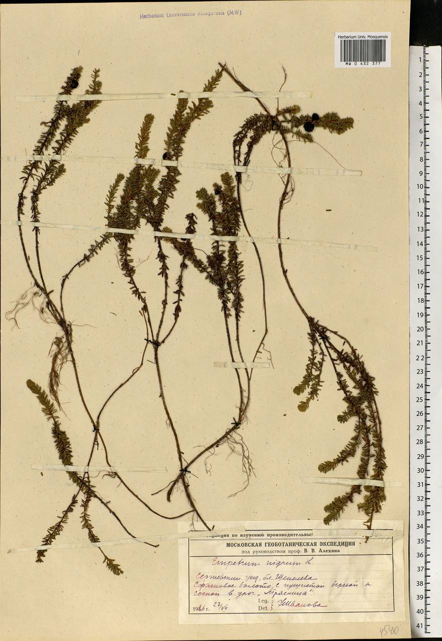 Empetrum nigrum L., Eastern Europe, Moscow region (E4a) (Russia)