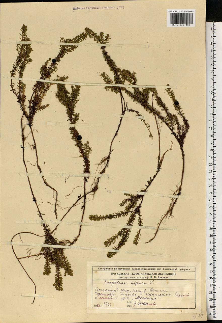Empetrum nigrum L., Eastern Europe, Moscow region (E4a) (Russia)