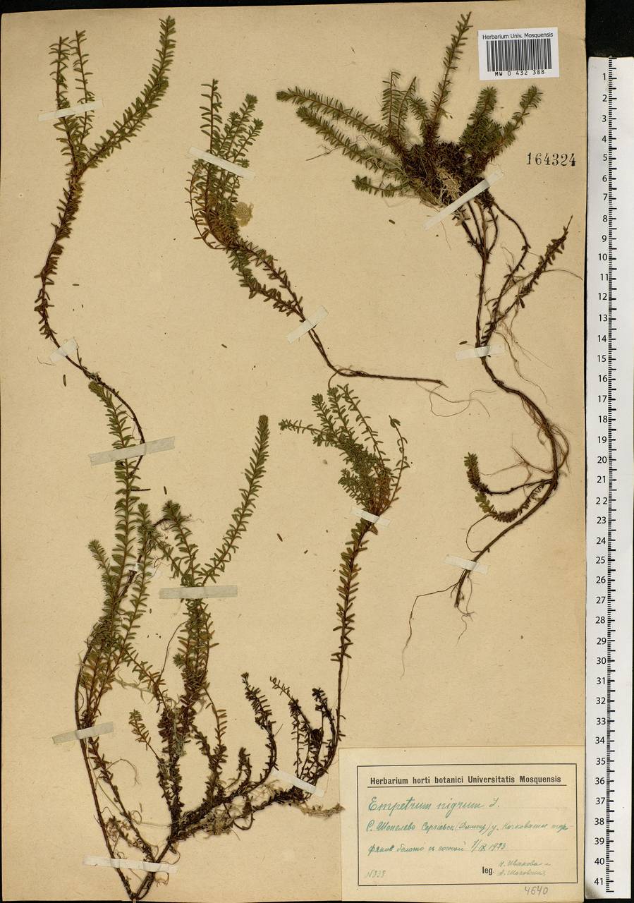 Empetrum nigrum L., Eastern Europe, Moscow region (E4a) (Russia)
