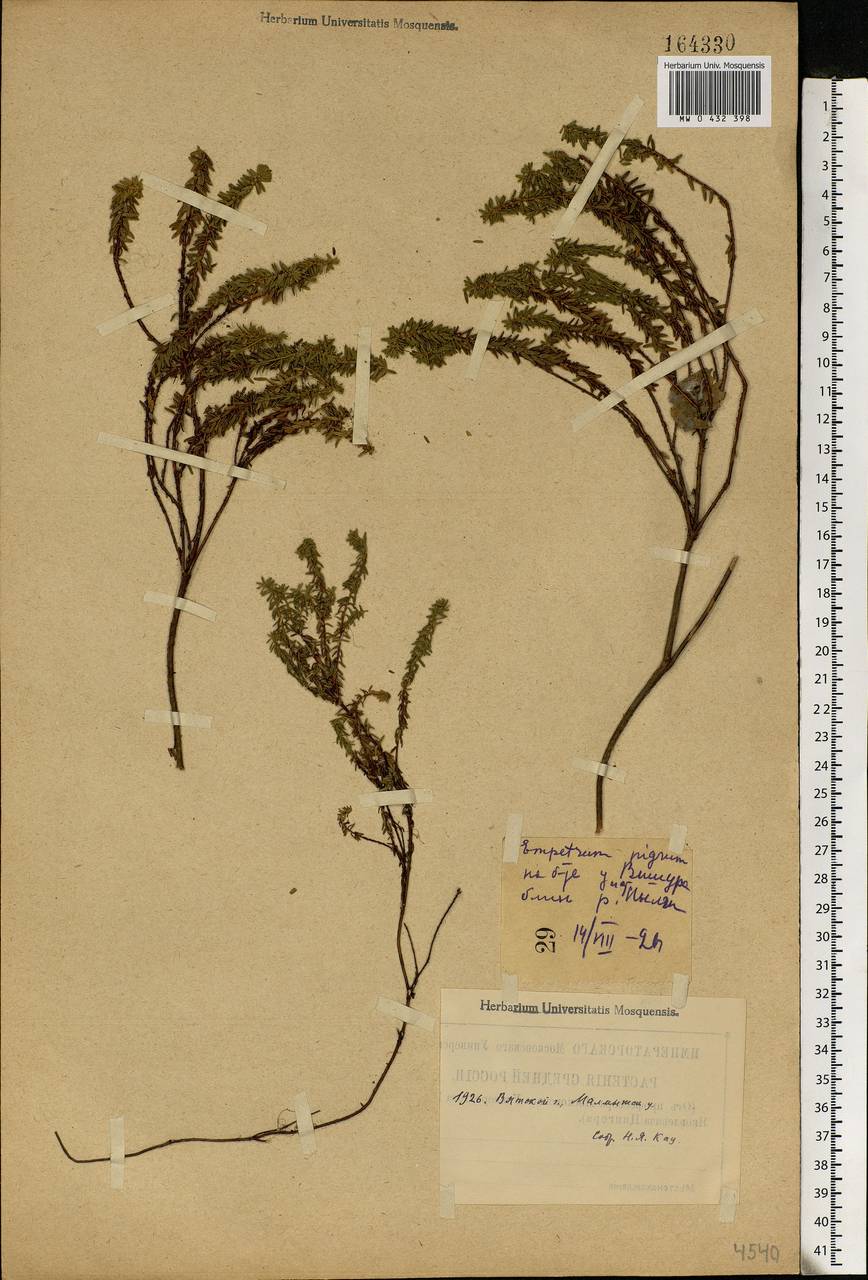 Empetrum nigrum L., Eastern Europe, Volga-Kama region (E7) (Russia)