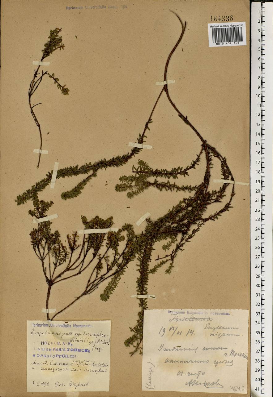Empetrum nigrum L., Eastern Europe, Eastern region (E10) (Russia)