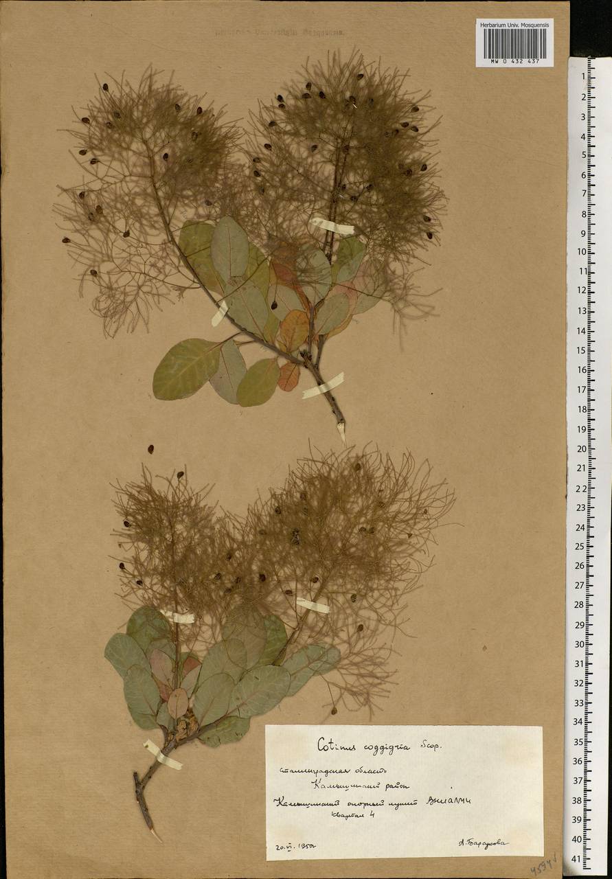 Cotinus coggygria Scop., Eastern Europe, Lower Volga region (E9) (Russia)