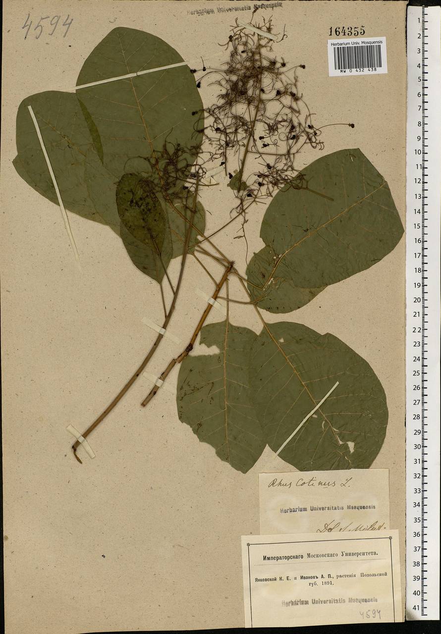 Cotinus coggygria Scop., Eastern Europe, South Ukrainian region (E12) (Ukraine)