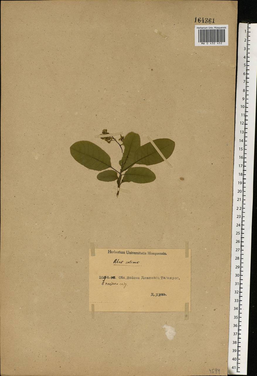 Cotinus coggygria Scop., Eastern Europe, Rostov Oblast (E12a) (Russia)