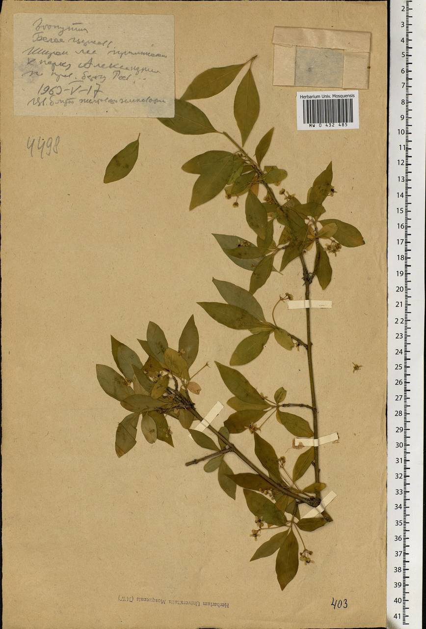 Euonymus, Eastern Europe, North Ukrainian region (E11) (Ukraine)