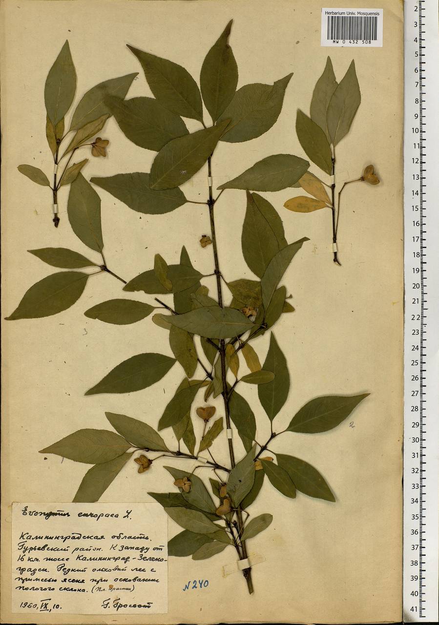 Euonymus europaeus L., Eastern Europe, North-Western region (E2) (Russia)