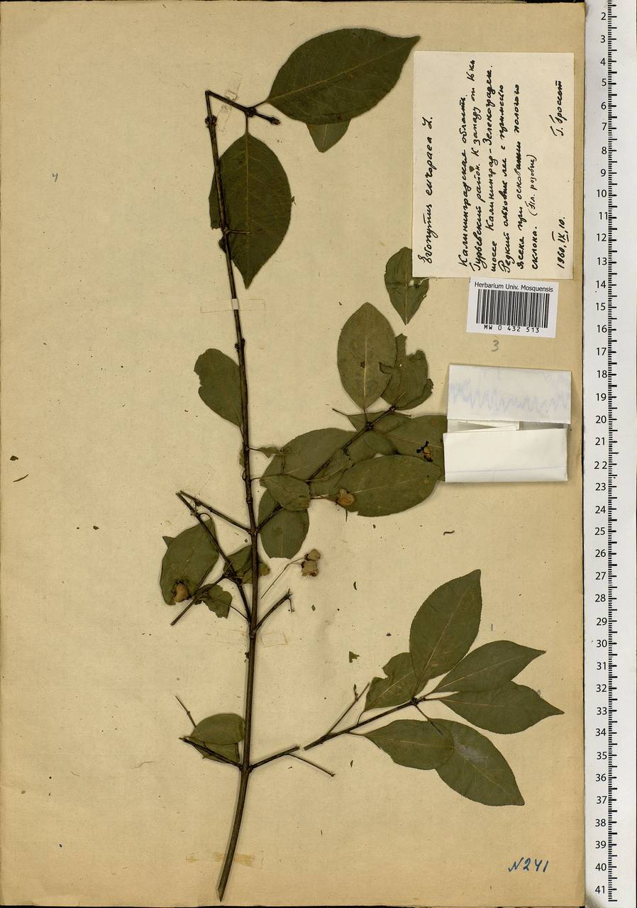 Euonymus europaeus L., Eastern Europe, North-Western region (E2) (Russia)
