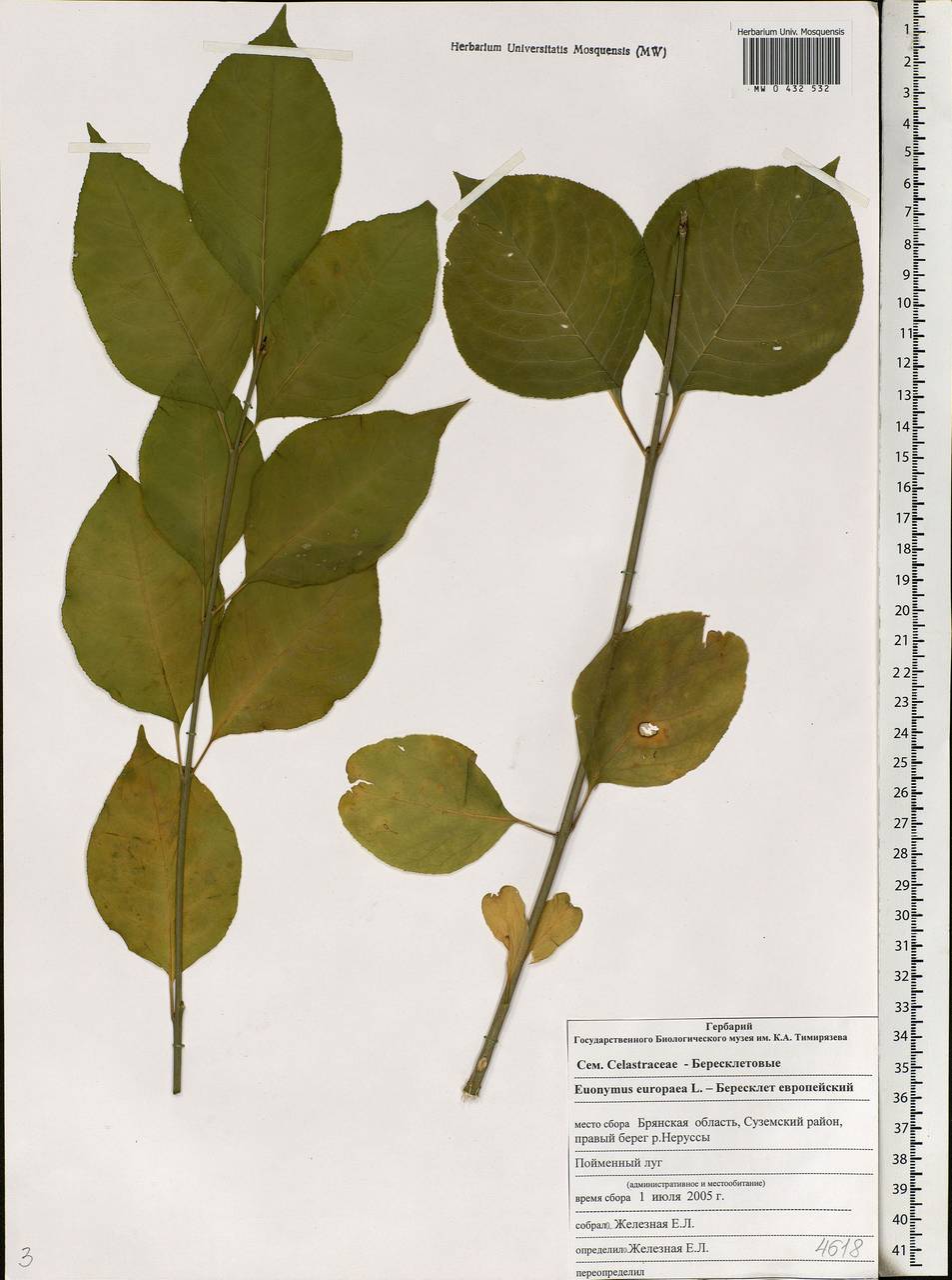 Euonymus europaeus L., Eastern Europe, Western region (E3) (Russia)