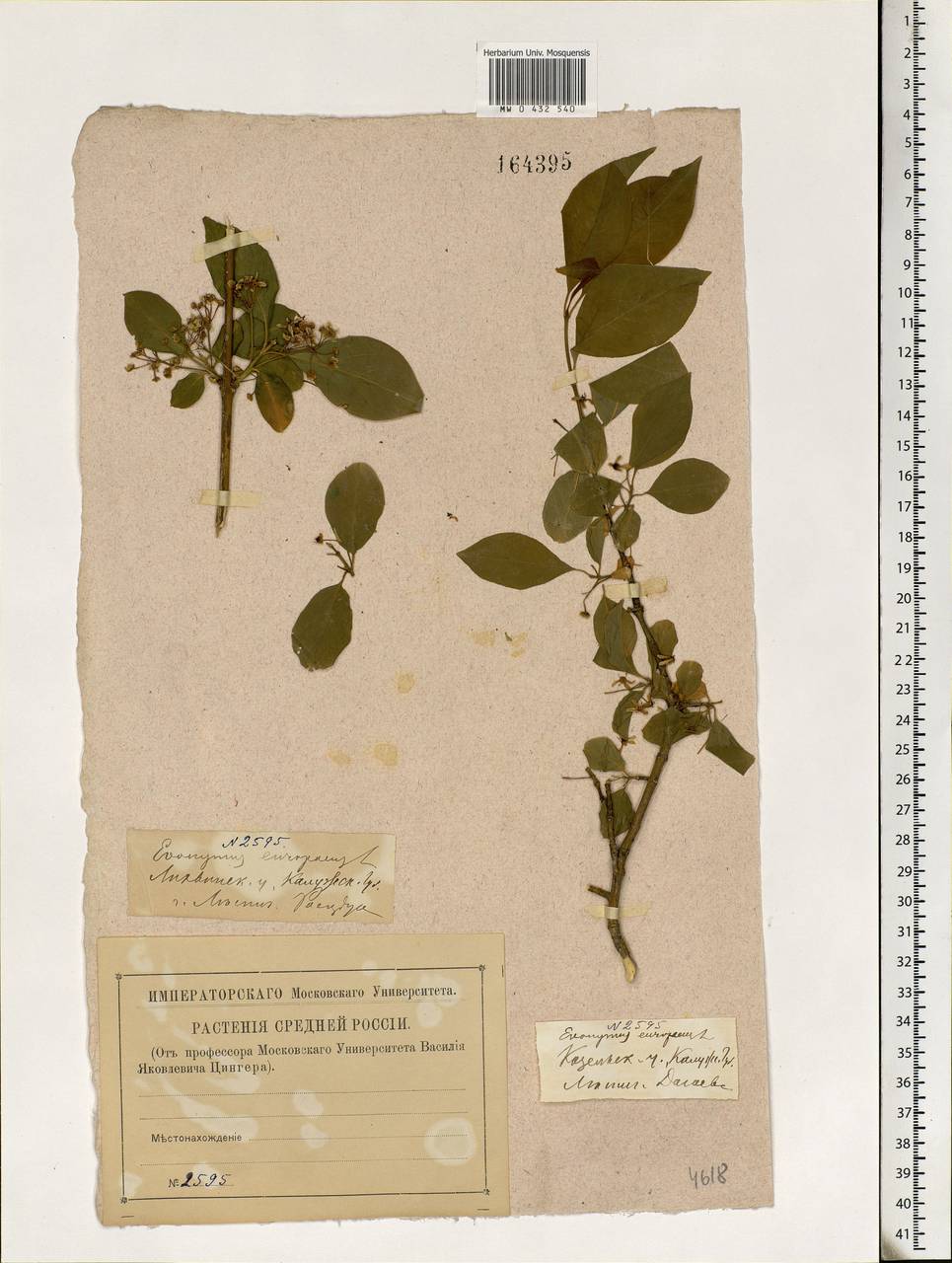 Euonymus europaeus L., Eastern Europe, Central region (E4) (Russia)