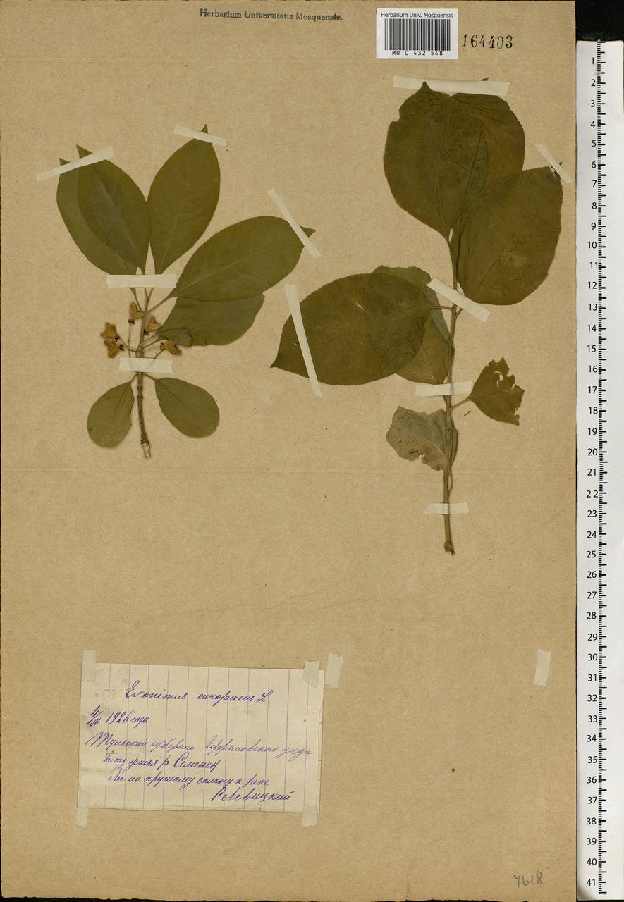 Euonymus europaeus L., Eastern Europe, Central region (E4) (Russia)