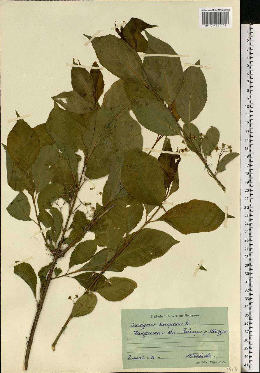 Euonymus europaeus L., Eastern Europe, Central region (E4) (Russia)