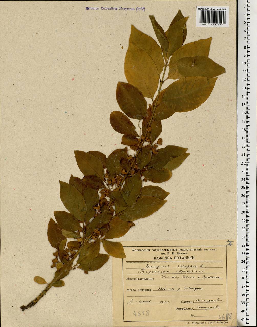Euonymus europaeus L., Eastern Europe, Central region (E4) (Russia)