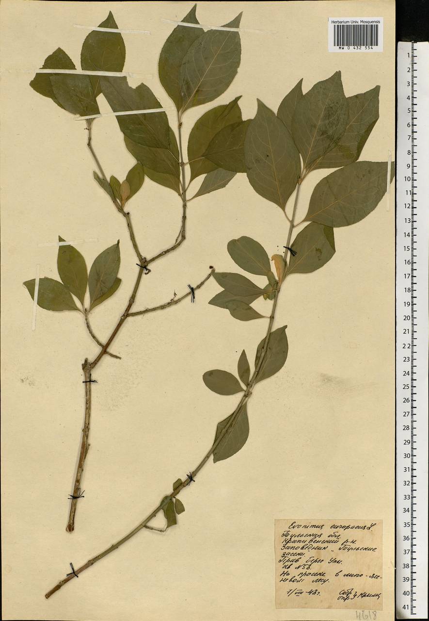 Euonymus europaeus L., Eastern Europe, Central region (E4) (Russia)