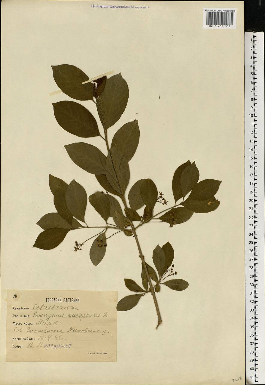 Euonymus europaeus L., Eastern Europe, Moscow region (E4a) (Russia)