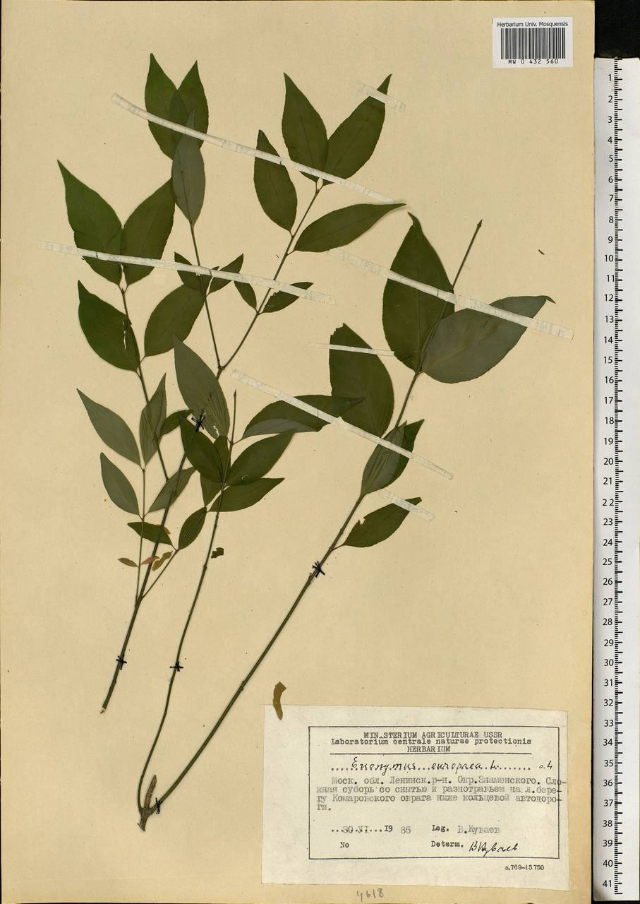 Euonymus europaeus L., Eastern Europe, Moscow region (E4a) (Russia)