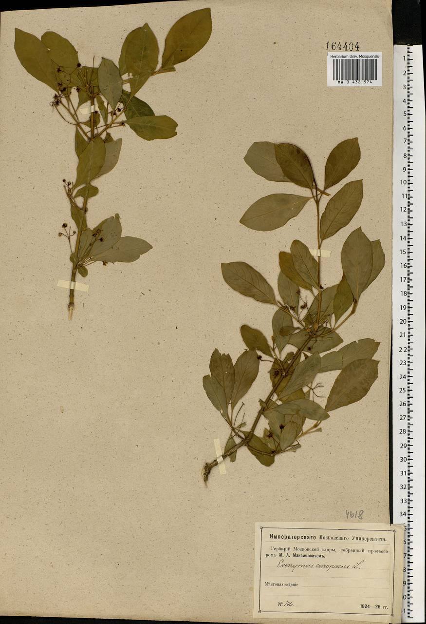 Euonymus europaeus L., Eastern Europe, Moscow region (E4a) (Russia)