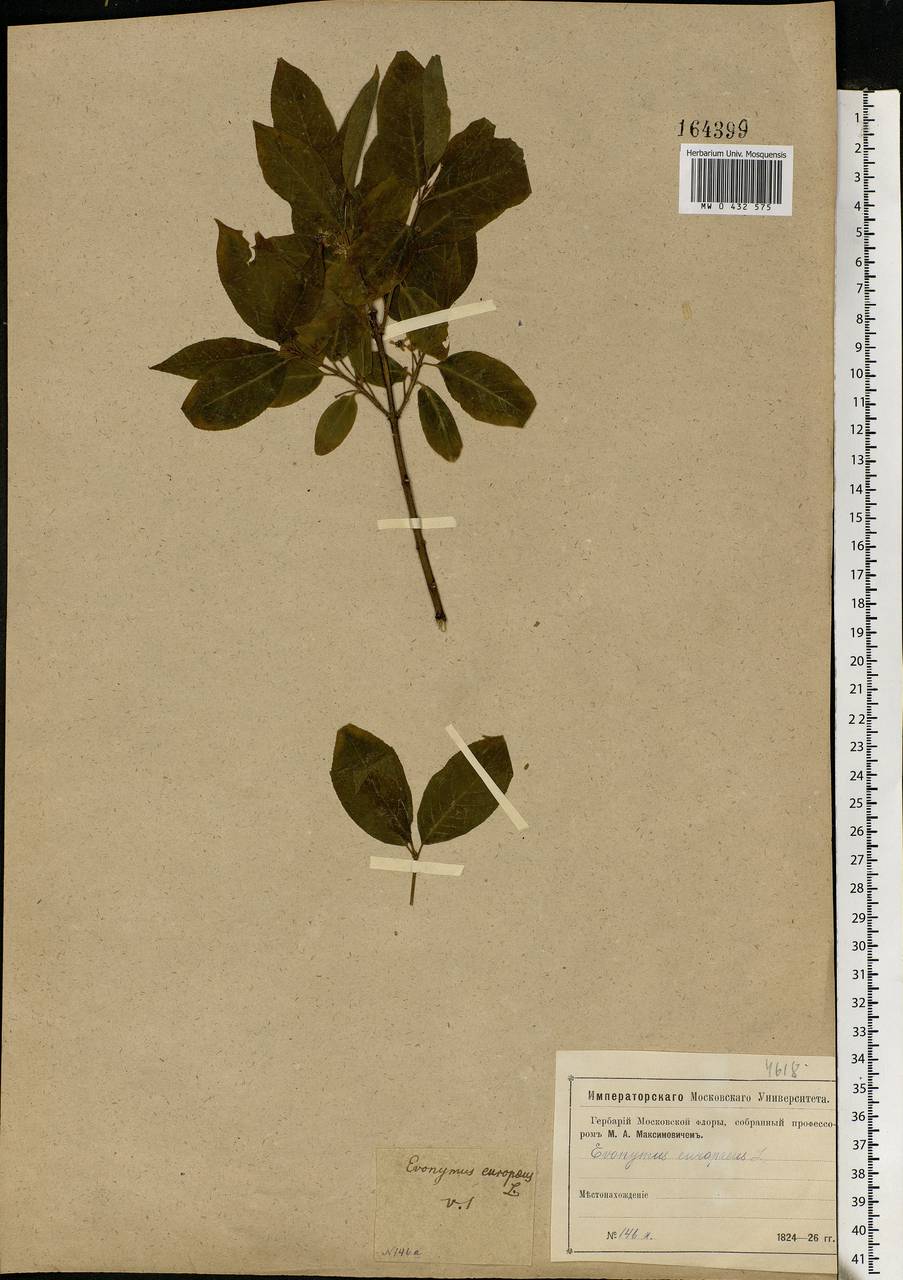 Euonymus europaeus L., Eastern Europe, Moscow region (E4a) (Russia)