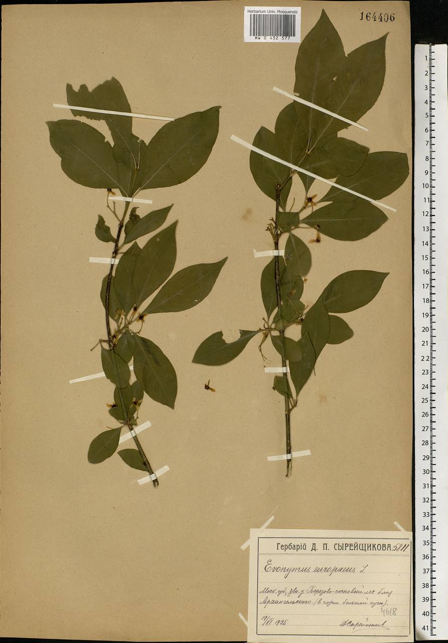 Euonymus europaeus L., Eastern Europe, Moscow region (E4a) (Russia)