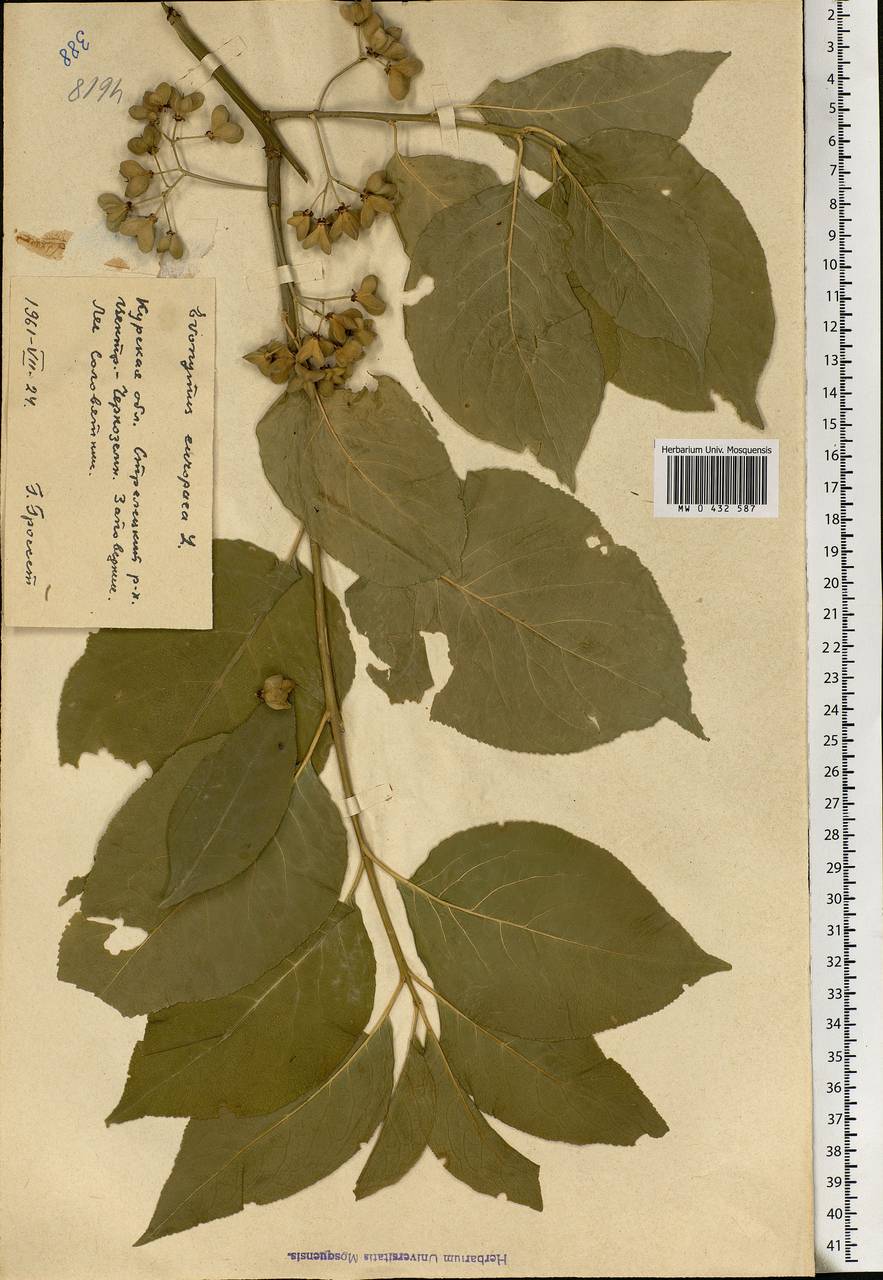 Euonymus europaeus L., Eastern Europe, Central forest-and-steppe region (E6) (Russia)