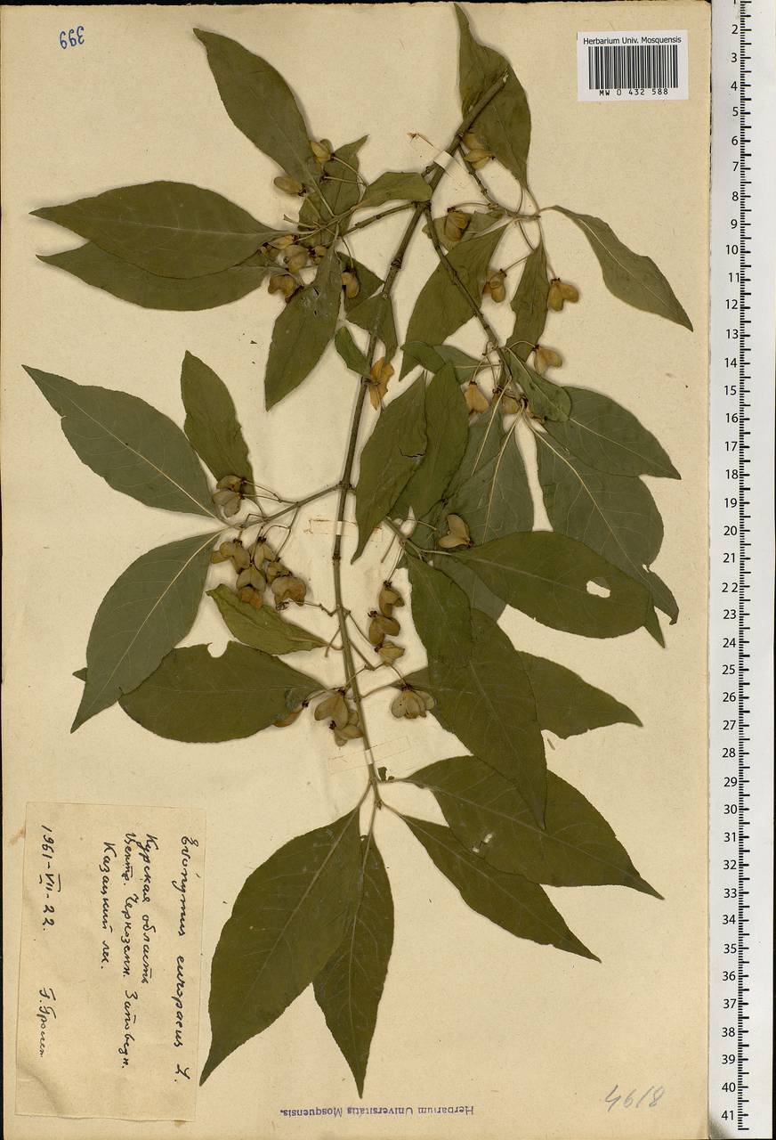 Euonymus europaeus L., Eastern Europe, Central forest-and-steppe region (E6) (Russia)