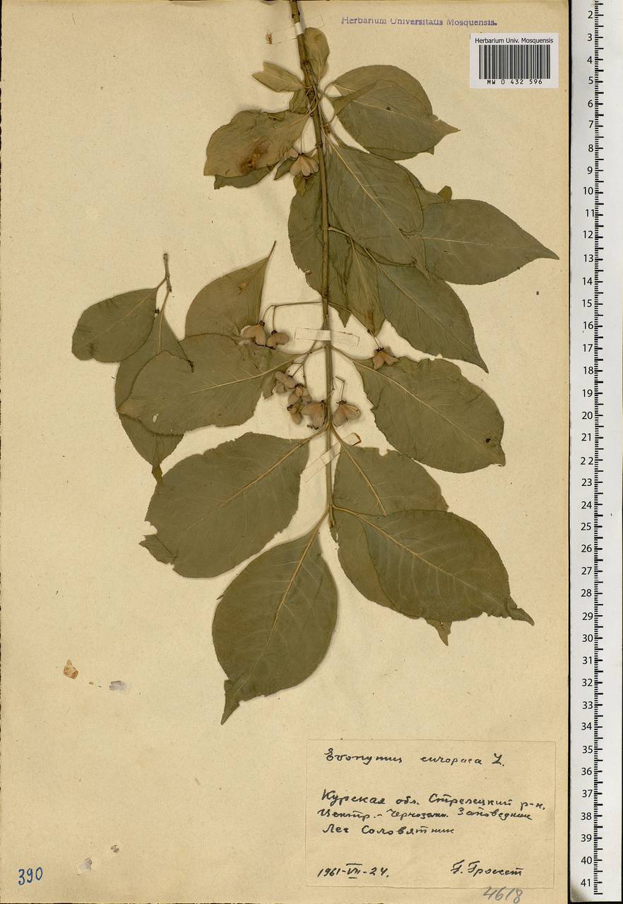 Euonymus europaeus L., Eastern Europe, Central forest-and-steppe region (E6) (Russia)