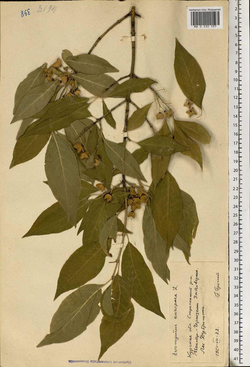 Euonymus europaeus L., Eastern Europe, Central forest-and-steppe region (E6) (Russia)