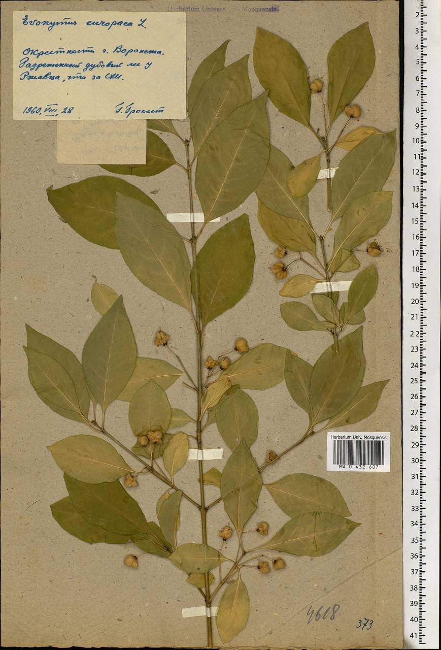 Euonymus europaeus L., Eastern Europe, Central forest-and-steppe region (E6) (Russia)